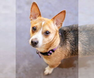 Jack Russell Terrier-Unknown Mix Dogs for adoption in Corona, CA, USA