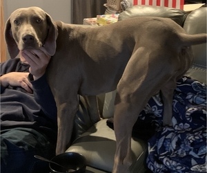 Father of the Weimaraner puppies born on 11/30/2021