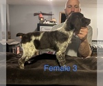 Small #5 Brittany