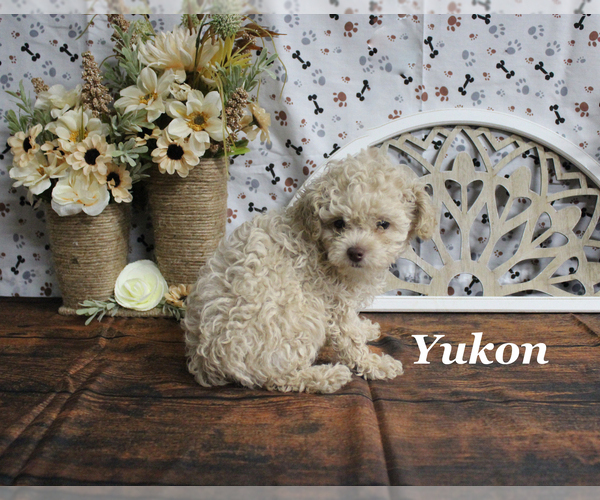 Medium Photo #15 Poodle (Toy) Puppy For Sale in CHANUTE, KS, USA