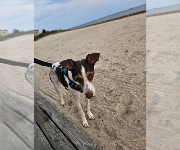 Medium Photo #28 Mutt Puppy For Sale in New York, NY, USA