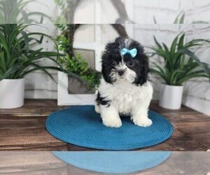 Zuchon Puppy for sale in MARIETTA, GA, USA