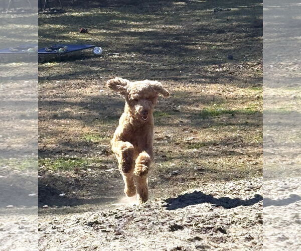 Medium Photo #4 Mutt Puppy For Sale in Valrico, FL, USA