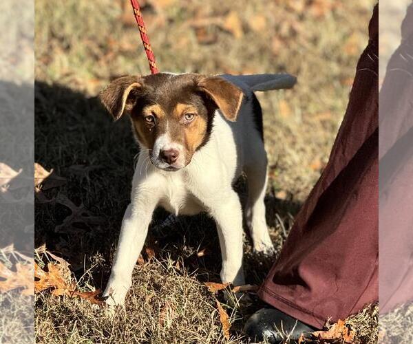 Medium Photo #3 Australian Shepherd-Unknown Mix Puppy For Sale in Yardley, PA, USA