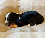 Small Aussalier