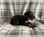 Small Photo #3 Doberman Pinscher Puppy For Sale in HALIFAX, MA, USA