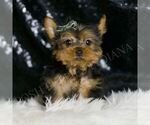 Small #3 Yorkshire Terrier