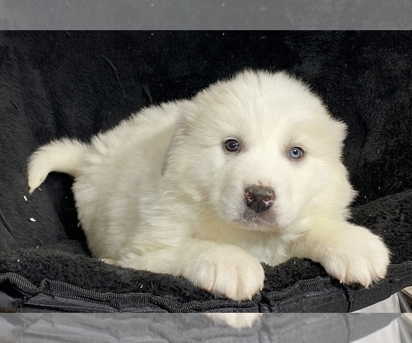 Medium Photo #2 Great Pyrenees Puppy For Sale in CANOGA, NY, USA