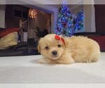 Puppy Puppy 2 Shiranian