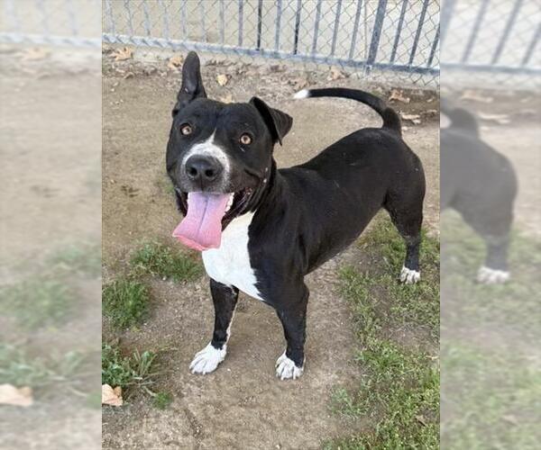 Medium Photo #2 Mutt Puppy For Sale in Riverside, CA, USA