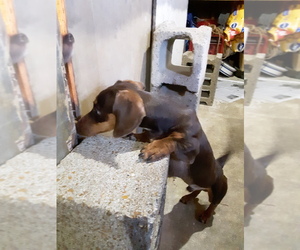 Father of the Dachshund puppies born on 04/28/2025
