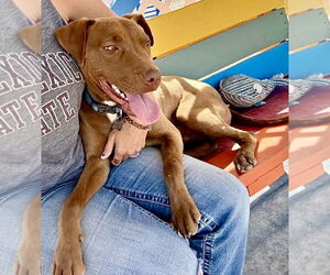 Chocolate Labrador retriever-Unknown Mix Dogs for adoption in Williamsburg, NM, USA