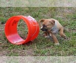 Small Photo #12 American Pit Bull Terrier Puppy For Sale in NAPLES, FL, USA