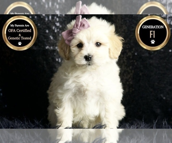 Medium Photo #5 Maltipoo Puppy For Sale in WARSAW, IN, USA