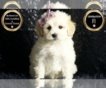 Small Photo #83 Maltipoo Puppy For Sale in WARSAW, IN, USA