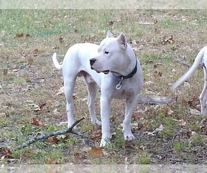 Father of the Dogo Argentino puppies born on 11/30/2020