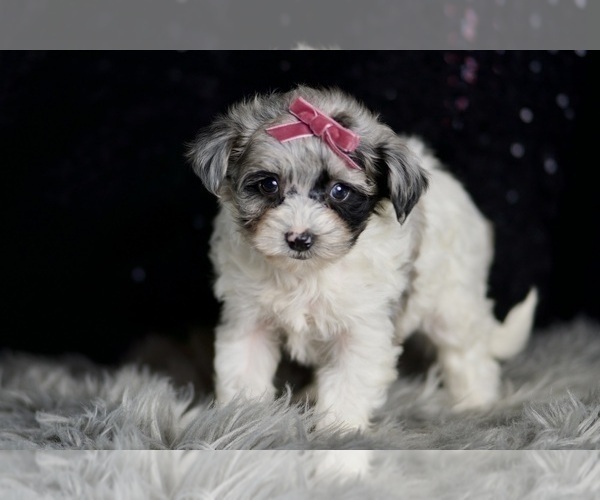Medium Photo #75 Morkie Puppy For Sale in WARSAW, IN, USA