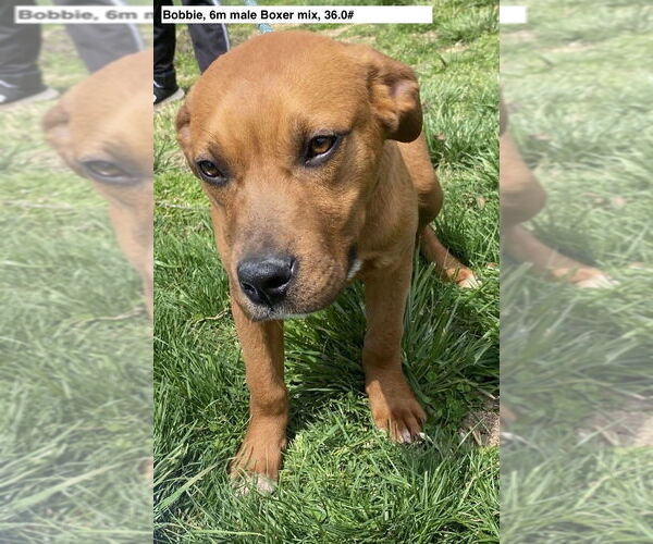 Medium Photo #3 Boxer-Unknown Mix Puppy For Sale in Sparta, TN, USA