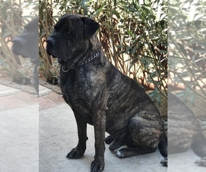 Father of the Cane Corso puppies born on 02/21/2022