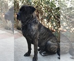 Small Photo #1 Cane Corso Puppy For Sale in LANCASTER, CA, USA