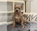 Puppy Black Collar American Bully