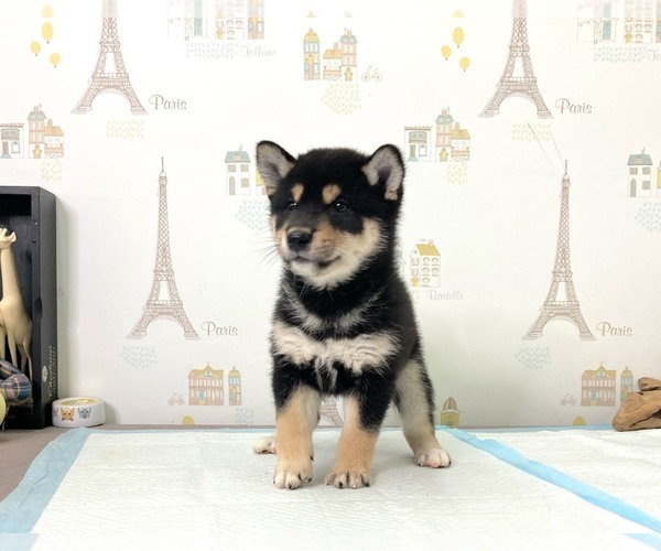 Medium Photo #5 Shiba Inu Puppy For Sale in SAN JOSE, CA, USA