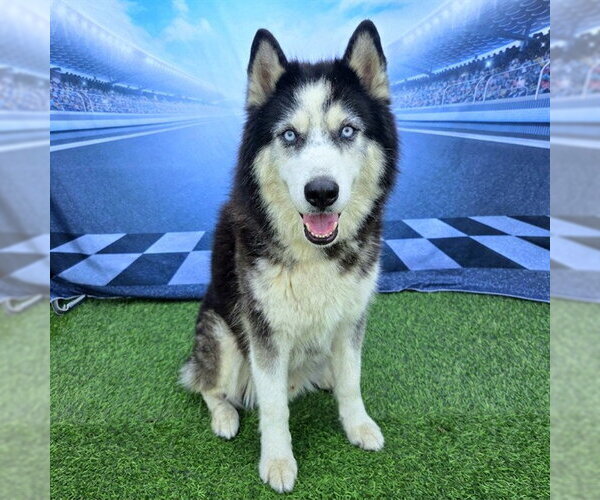 Medium Photo #4 Siberian Husky Puppy For Sale in Long Beach, CA, USA