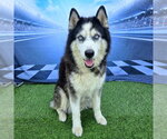 Small #3 Siberian Husky