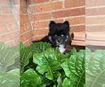 Small Photo #14 Pomsky Puppy For Sale in WHEELERSBURG, OH, USA