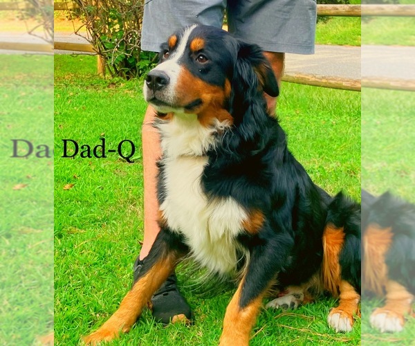 Medium Photo #1 Bernese Mountain Dog-Cane Corso Mix Puppy For Sale in NORFOLK, VA, USA