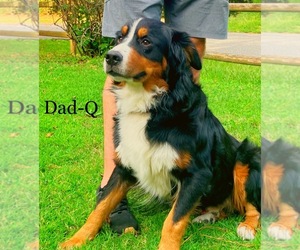 Father of the Bernese Mountain Dog-Cane Corso Mix puppies born on 03/30/2026