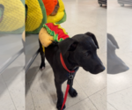 Small #4 Labrador Retriever Mix