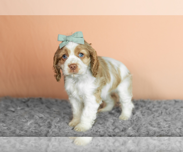 Medium Photo #27 Cocker Spaniel Puppy For Sale in NAPPANEE, IN, USA