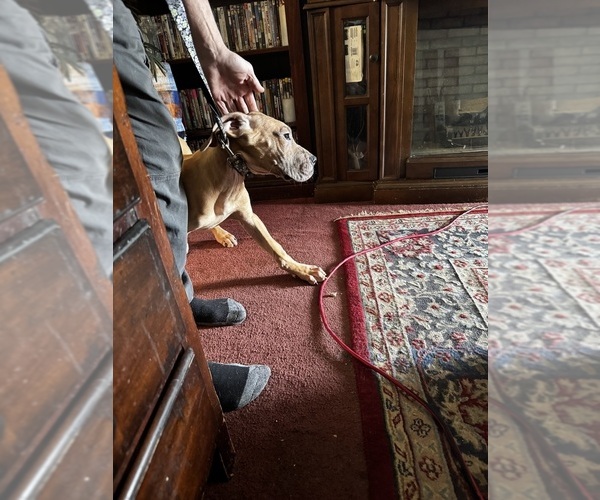 Medium Photo #19 Great Dane Puppy For Sale in ALIQUIPPA, PA, USA