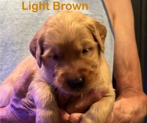 Medium Golden Retriever