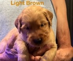 Puppy 12 Golden Retriever