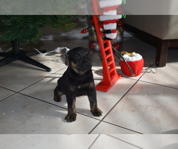 Medium Photo #2 Labrador Retriever Puppy For Sale in SAN DIEGO, CA, USA