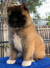 Akita Puppy for sale in PORT CHARLOTTE, FL, USA