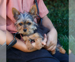 Jupiter - Male Yorkshire Terrier Puppy for Sale - Photo #2
