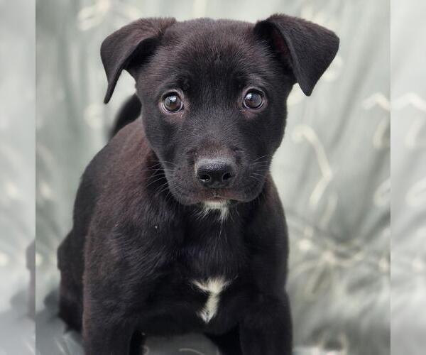 Medium Photo #1 Labrador Retriever-Unknown Mix Puppy For Sale in San Diego, CA, USA