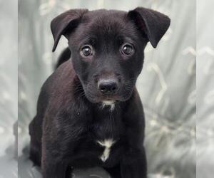 Labrador Retriever-Unknown Mix Dogs for adoption in San Diego, CA, USA