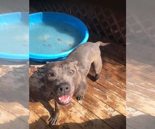 Medium Photo #2 American Staffordshire Terrier-Unknown Mix Puppy For Sale in Fair Oaks, CA, USA