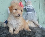 Small Photo #6 F2 Aussiedoodle Puppy For Sale in HONEY BROOK, PA, USA