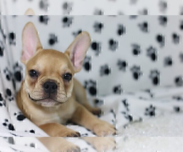 Medium Photo #1 French Bulldog Puppy For Sale in DANVILLE, CA, USA
