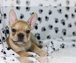 Small Photo #1 French Bulldog Puppy For Sale in DANVILLE, CA, USA