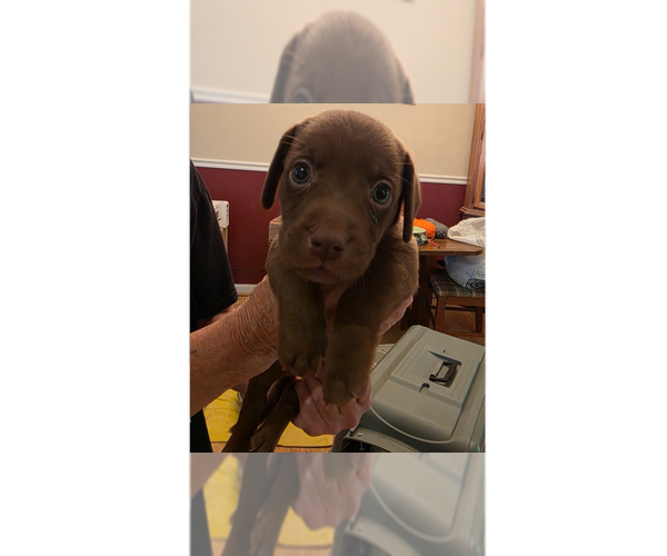 Medium Photo #8 Doxle Puppy For Sale in Aurora, IN, USA