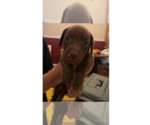 Small #7 Doxle