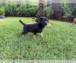 Small German Shepherd Dog