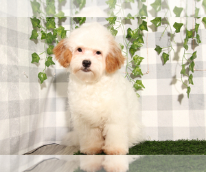 ShihPoo Puppy for sale in MARIETTA, GA, USA