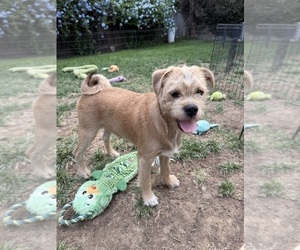 Schnug Dog for Adoption in PLEASANTON, California USA